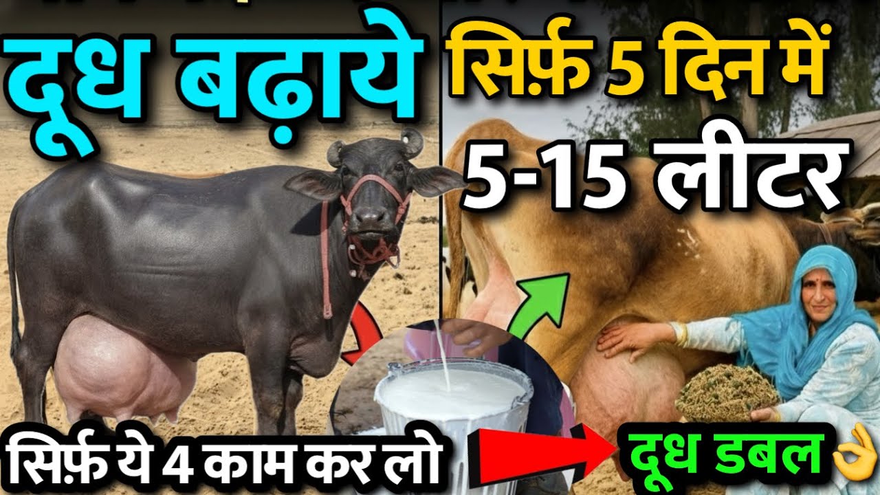 गाय भैस का दूध बढ़ा लो मात्र ये 4 काम कर लो👉दूध 5 से 15 लीटर दूध बढ़ जाएगा🔥Cow Milk increase formula