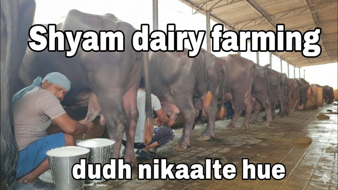 #आज हमारी भैंस😱🥱#cow #Shyam dairy farming 🐃#dairy form forming subscribe please 🥺🙏🙏