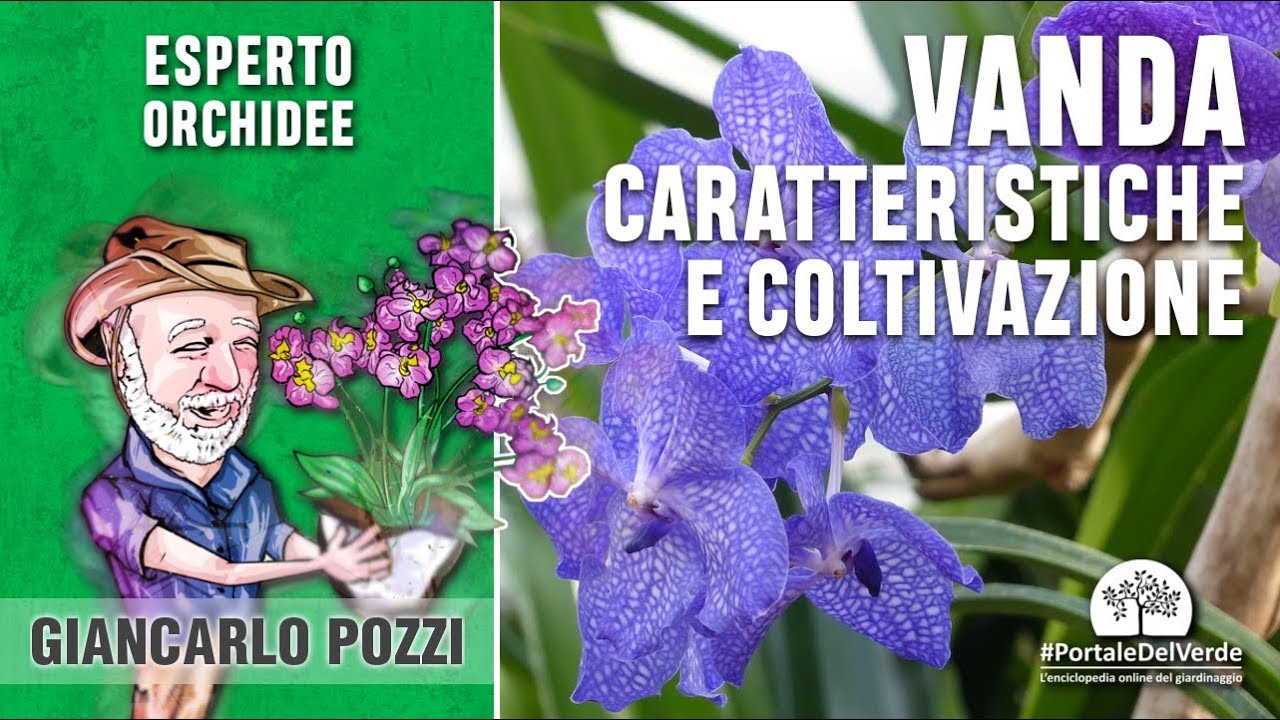 Come si cura l'orchidea Vanda