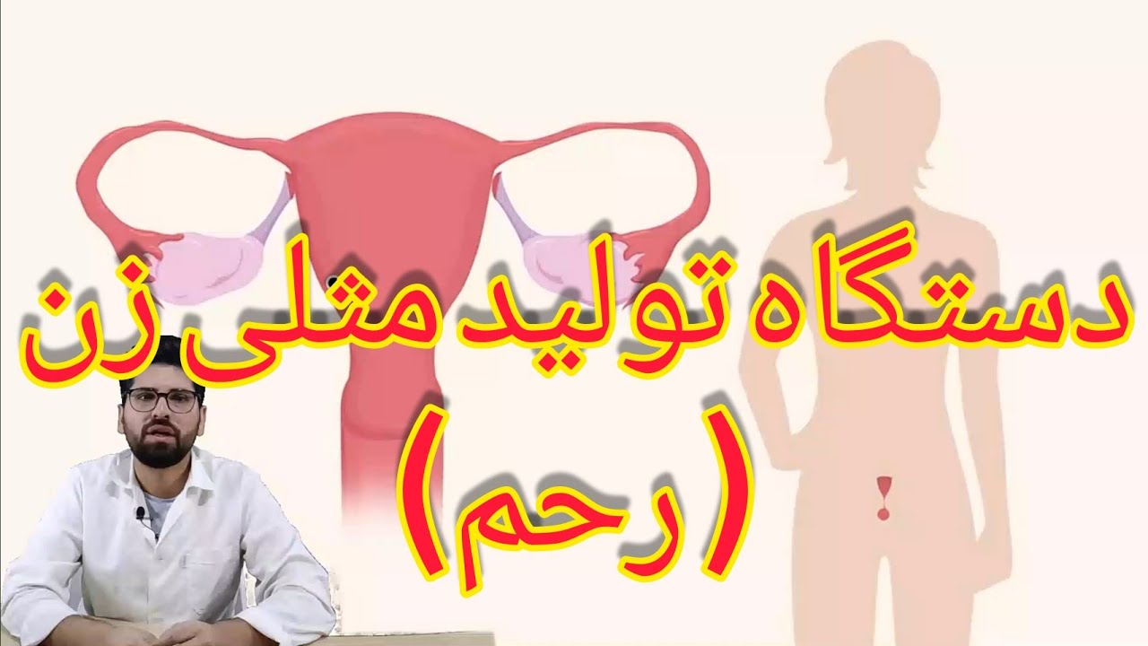 ساختمان سیستم تولید مثلی زن: شامل واژن، سرویکس، رحم، لوله فالوپ و تخمدان ها است تخمک در تخمدان است.