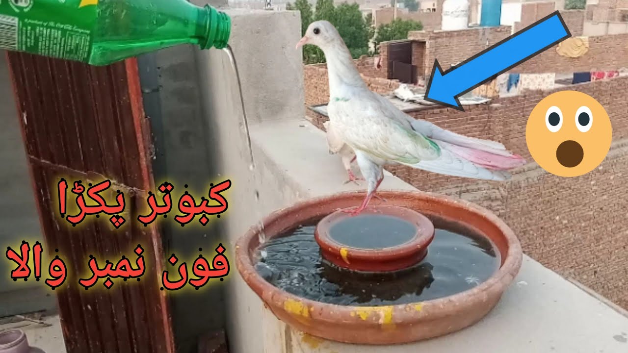 Aj kabutar Pakda || phone number wala 😱😱