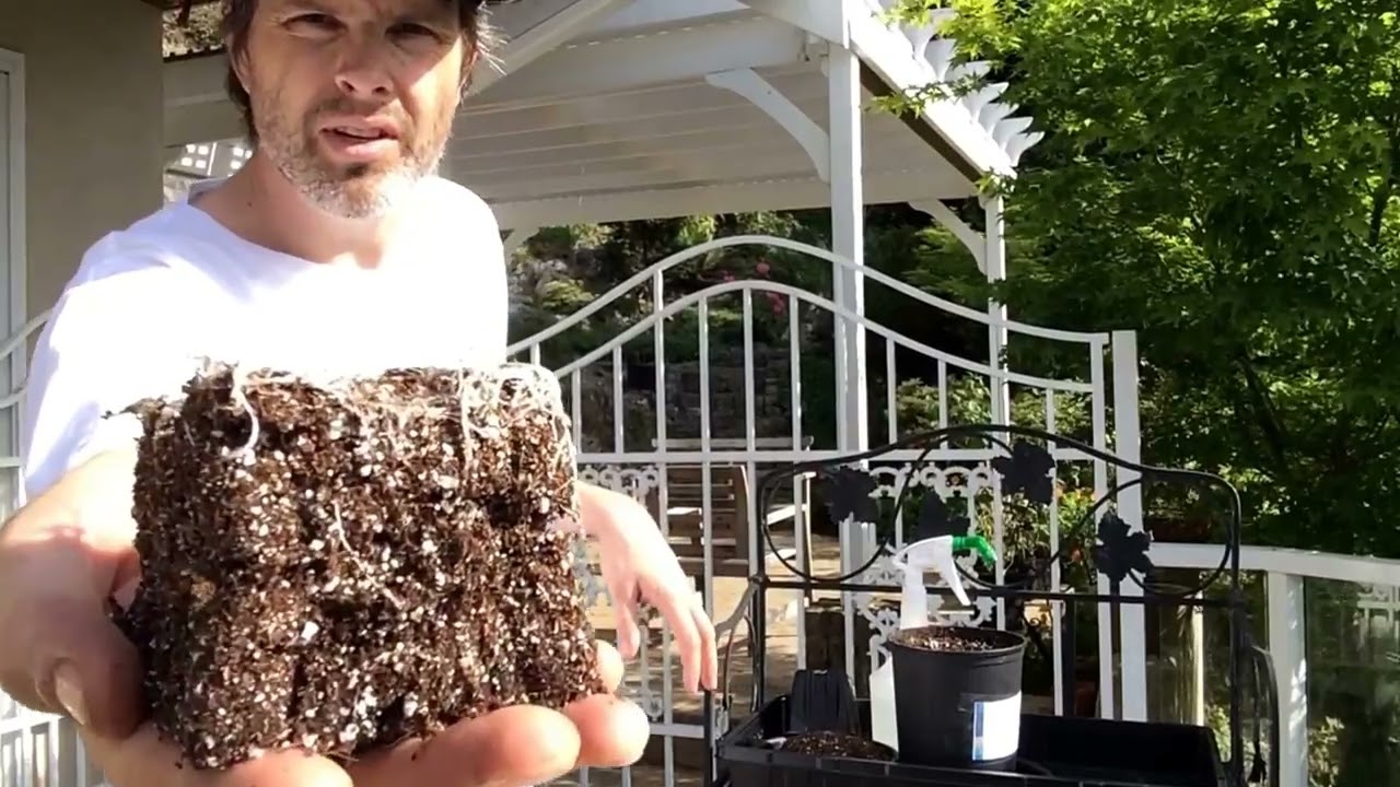 Update: Jamaican seedling LAMBSBREAD transplanted and doing great