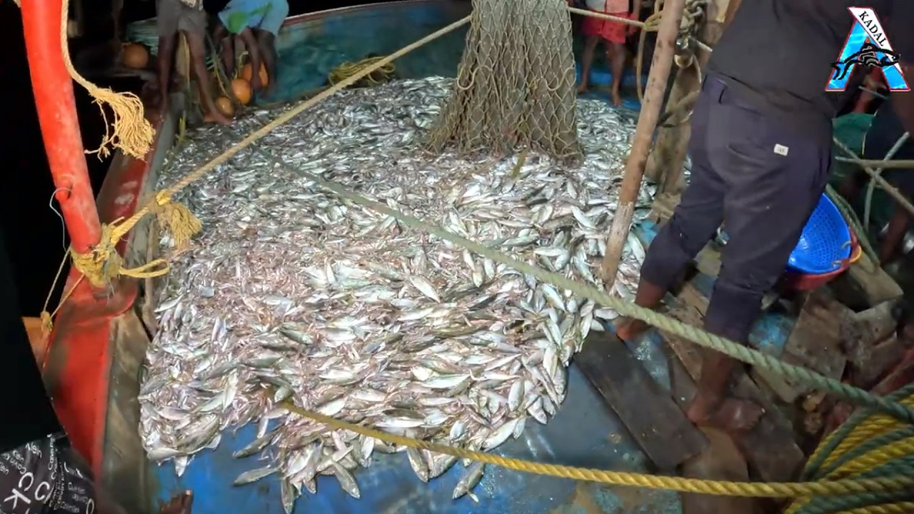“Huge Night Catch – Boat Full of Indian Mackerel” 🌊 | Boat Loaded with Indian Mackerel” 🚤 | #KadalTV