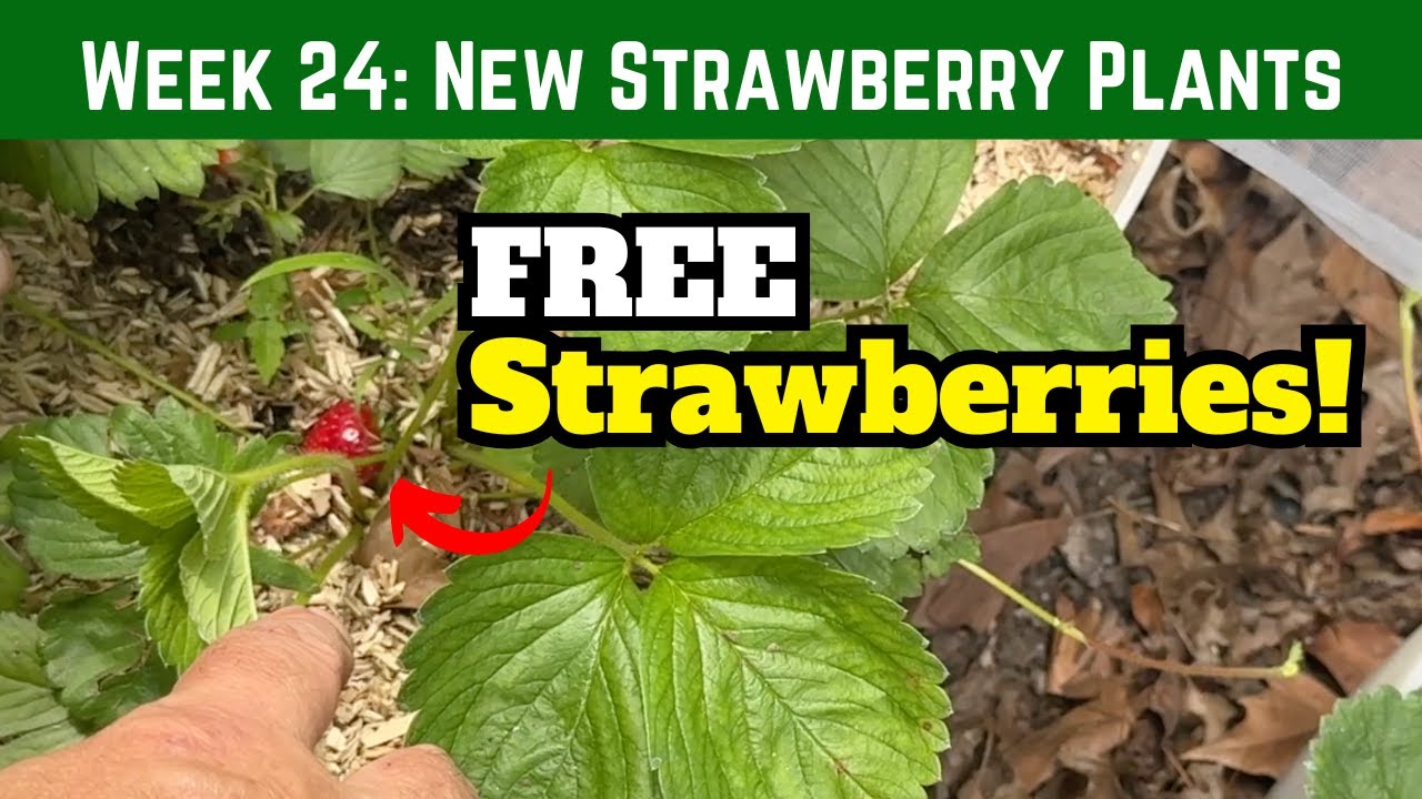 FREE Strawberry Plants!
