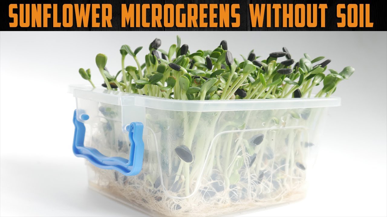 How to Grow Sunflower Microgreens Without Soil - The Easiest Way to Grow Sunflower Microgreens