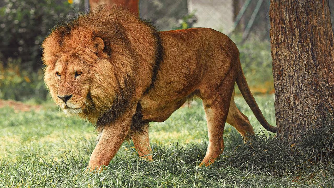 The Incredible Story Of The King Of The Wild | Our World