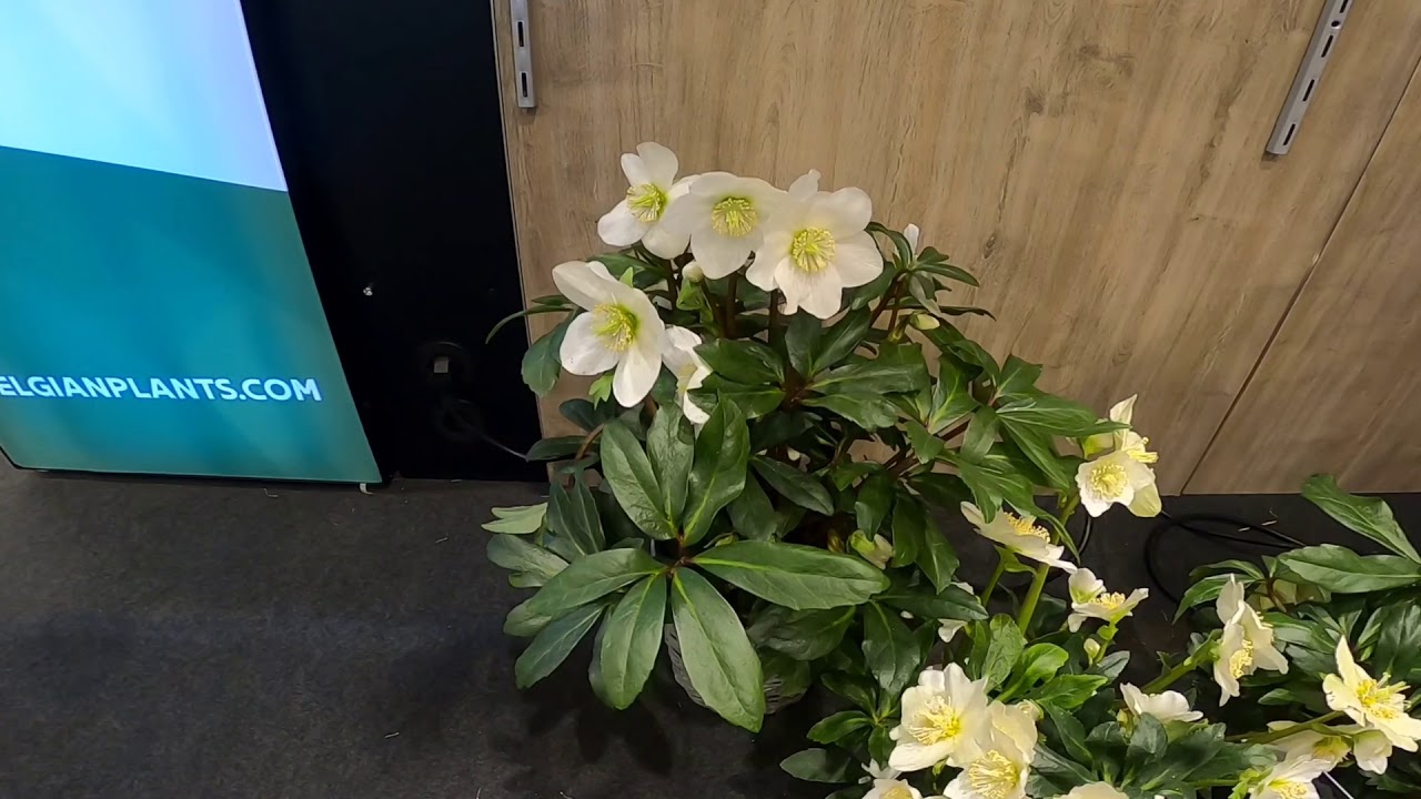 IPM Essen 2020 новинки хеллеборус/ морозник.