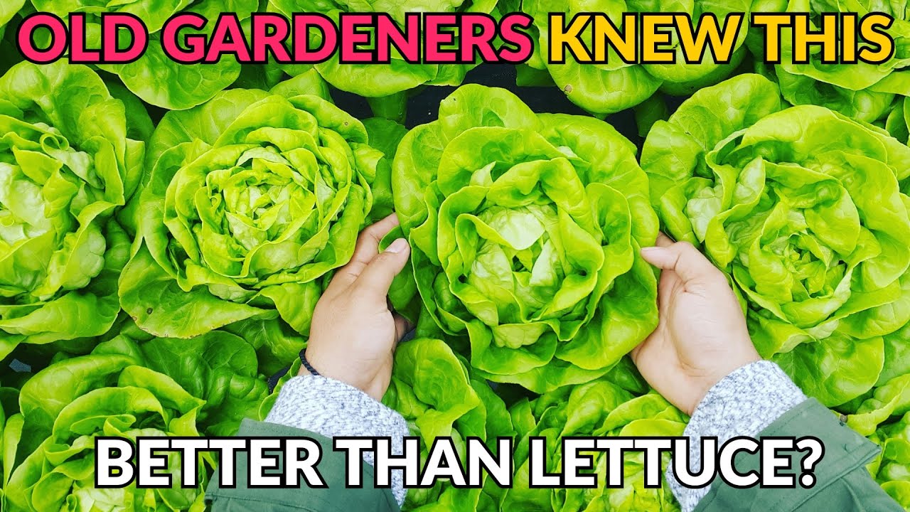 Better Than Lettuce Grows in Shade, Harvest Weekly, Never Turns Bitter Why Old Gardeners Swore by