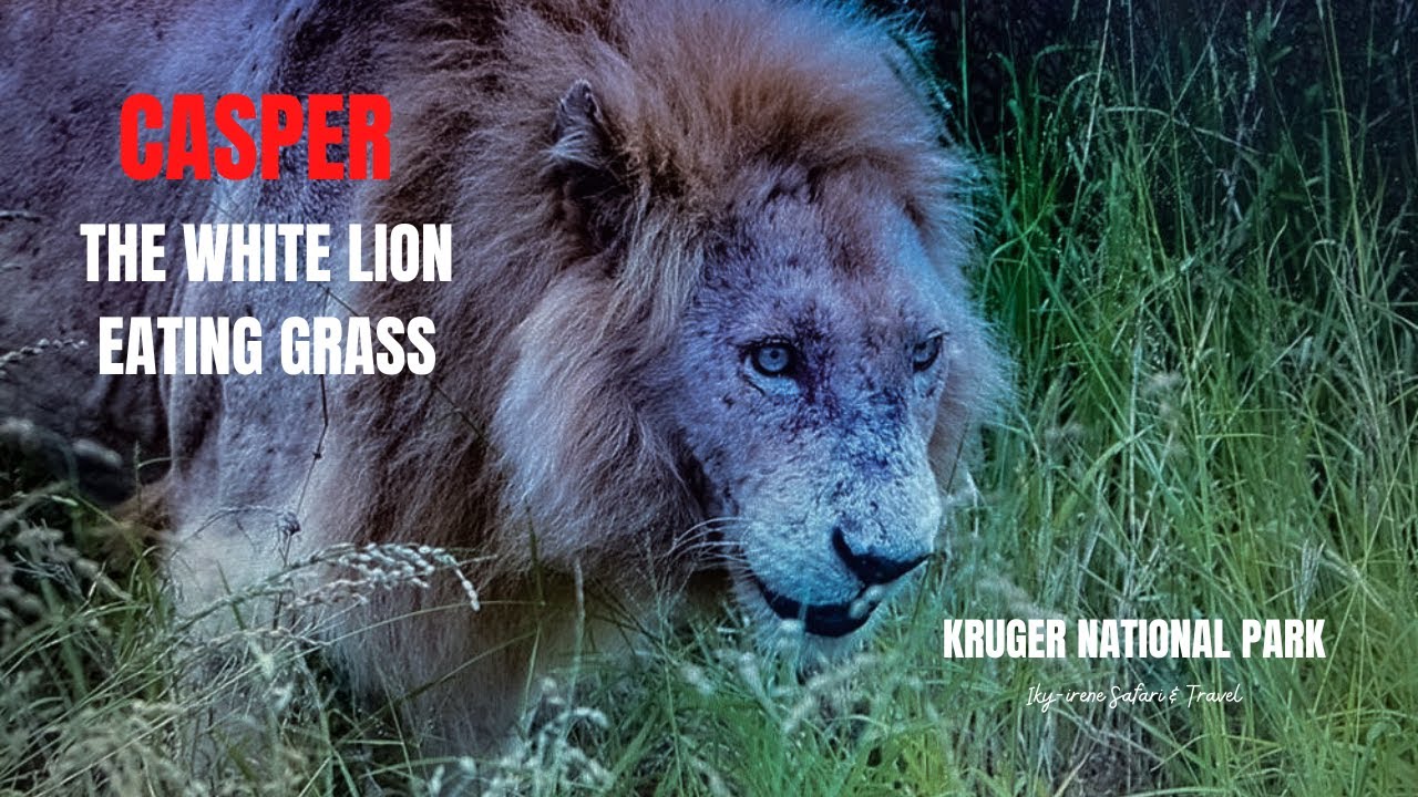 CASPER THE WHITE LION EATING GRASS in Kruger National Park South Africa