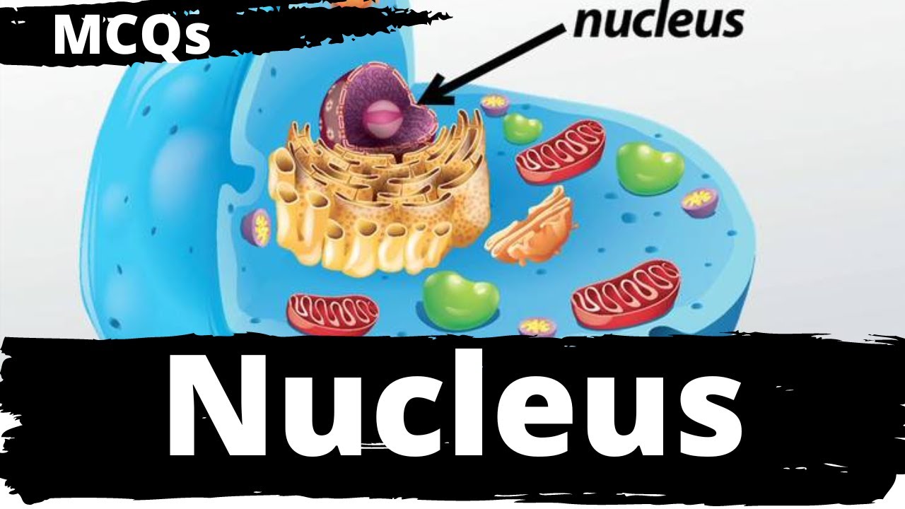 Nucleus Question Answer || Nucleus MCQs || Cell Organelles MCQs