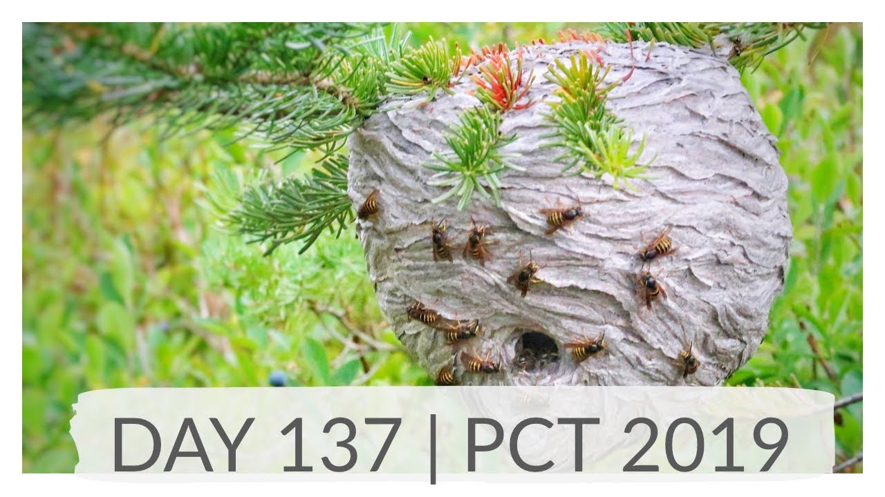 BIG BEAR & STEVENS PASS - DAY 137 | PCT 2019