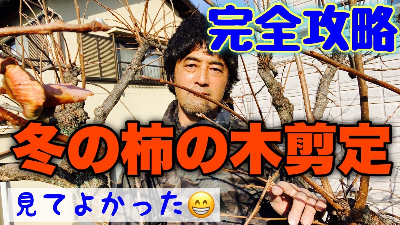 【カキの剪定】柿の木の冬剪定