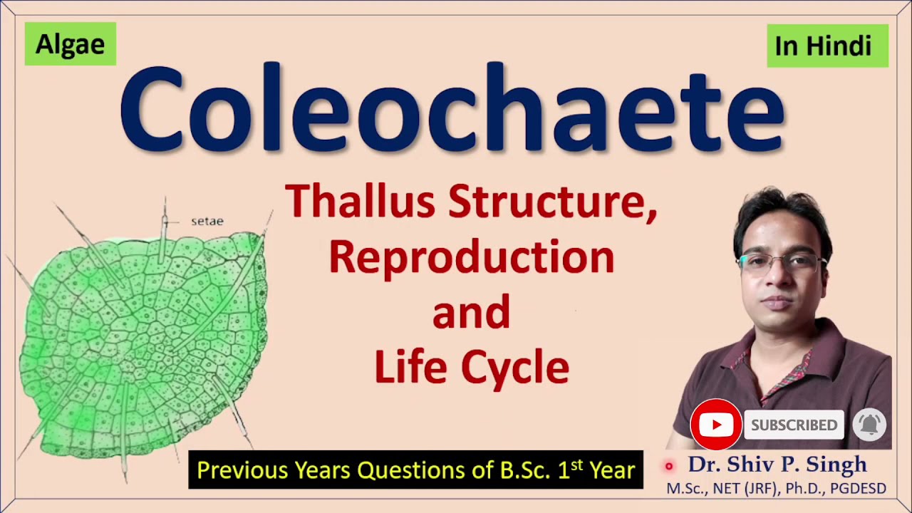 Coleochaete Thallus structure and Reproduction | Life cycle in coleochaete