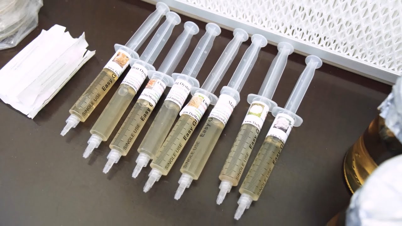 Neue Sorten Flüssigmyzel aus Amerika, Spritzen richtig verwenden, unboxing, Myzelvermehrung