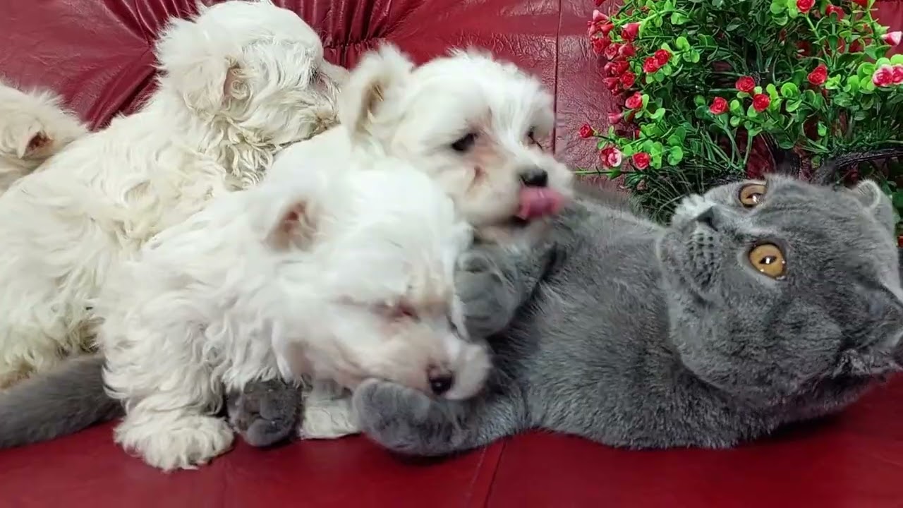Orphaned Puppies Believes Cat Who Adopted Them Is The Best Mom In The World — So Heartwarming