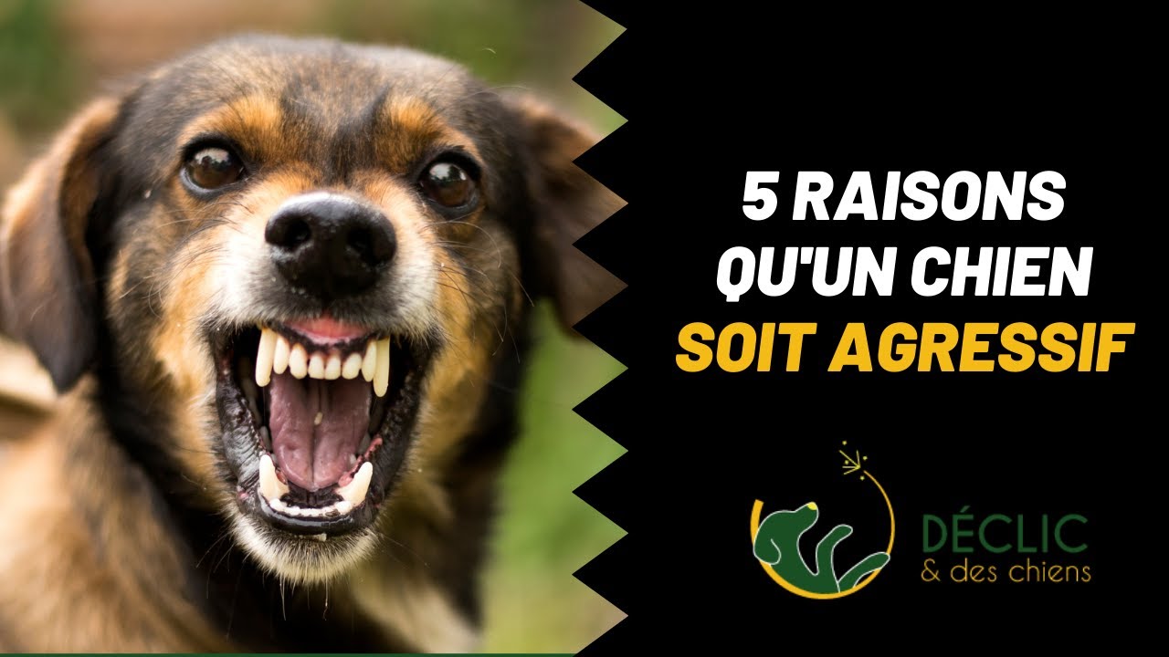 5 raisons qui expliquent pourquoi mon chien est agressif !