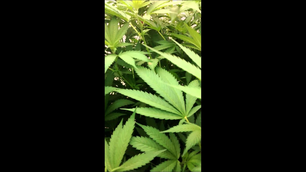 High Grade Love