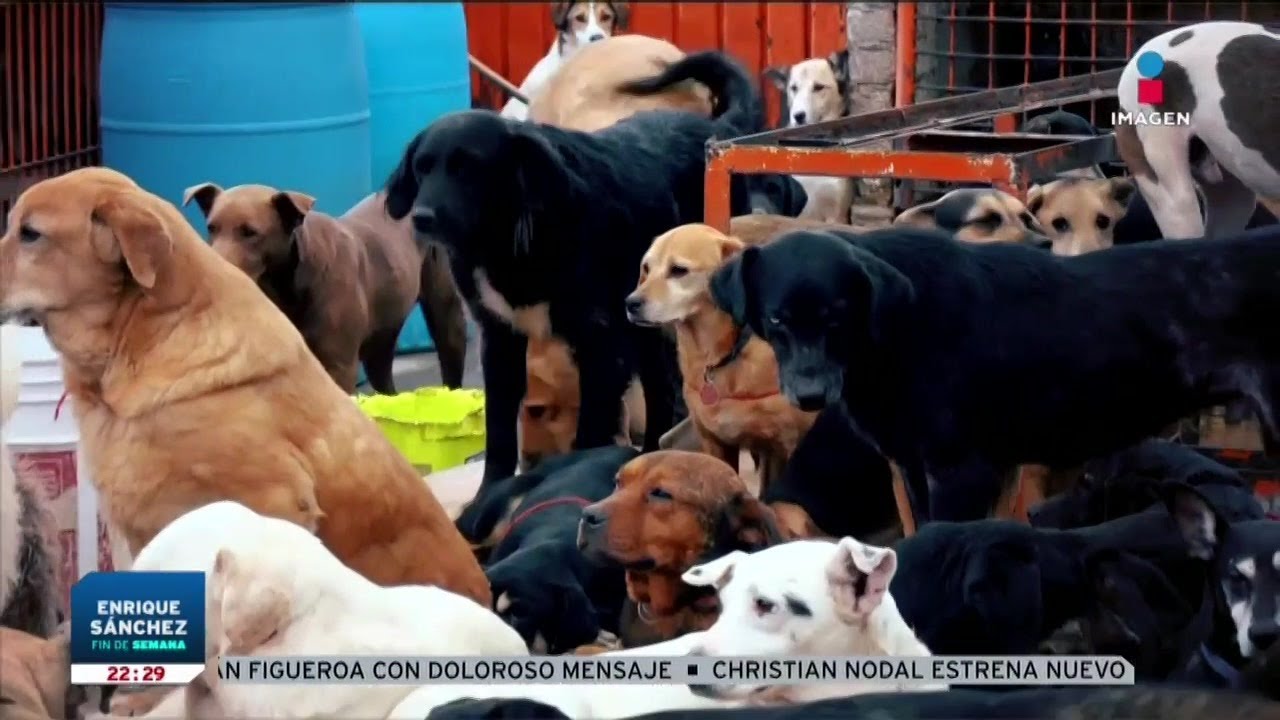 Autoridades rescatan a casi mil animales del Refugio Franciscano | Enrique Sánchez