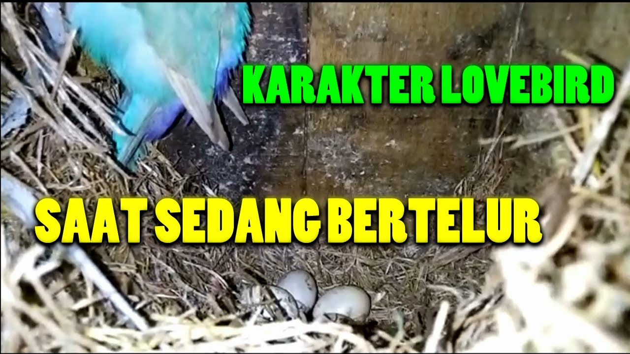 KARAKTER LOVEBIRD SAAT SEDANG BERTELUR