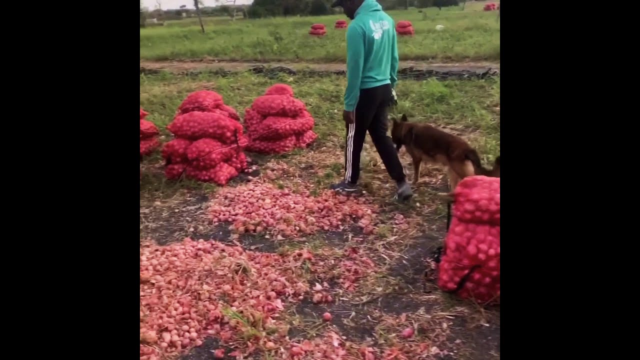 Thione Niang à la récolte de l’onion Made in senegal avec fiertè #JeufZoneFarms