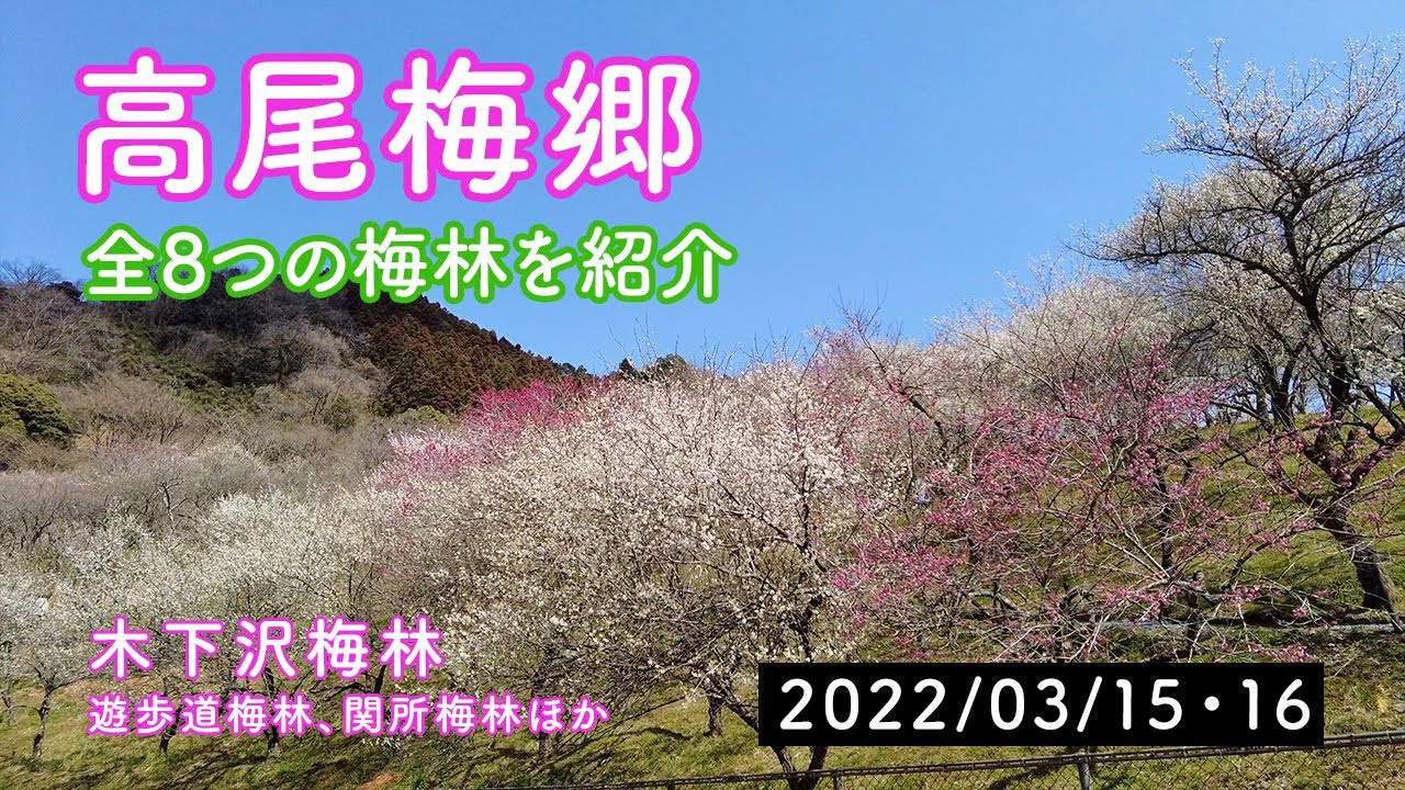 【高尾梅郷】今が見頃！高尾梅郷全8つの梅林を紹介。木下沢梅林、遊歩道梅林ほか／2022年3月撮影