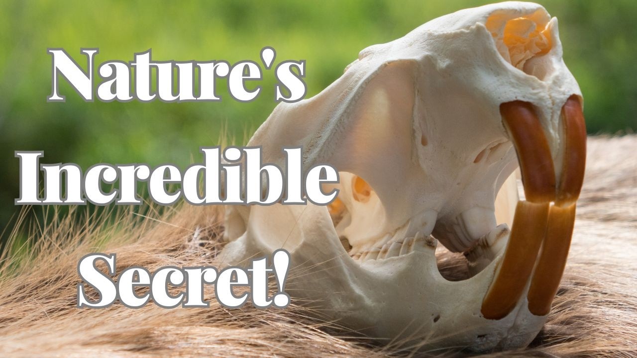 Why Beaver Teeth Never Stop Growing | Nature's Incredible Secret!