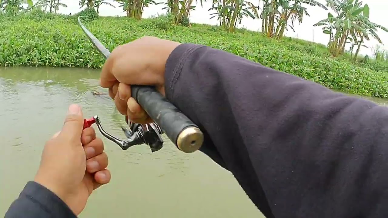 Keseruan mancing liaran di irigasi ikan tawes pake umpan gratis di alam ( ganggang )