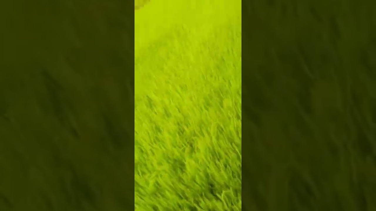 paddy farming by drum seeder 🌾