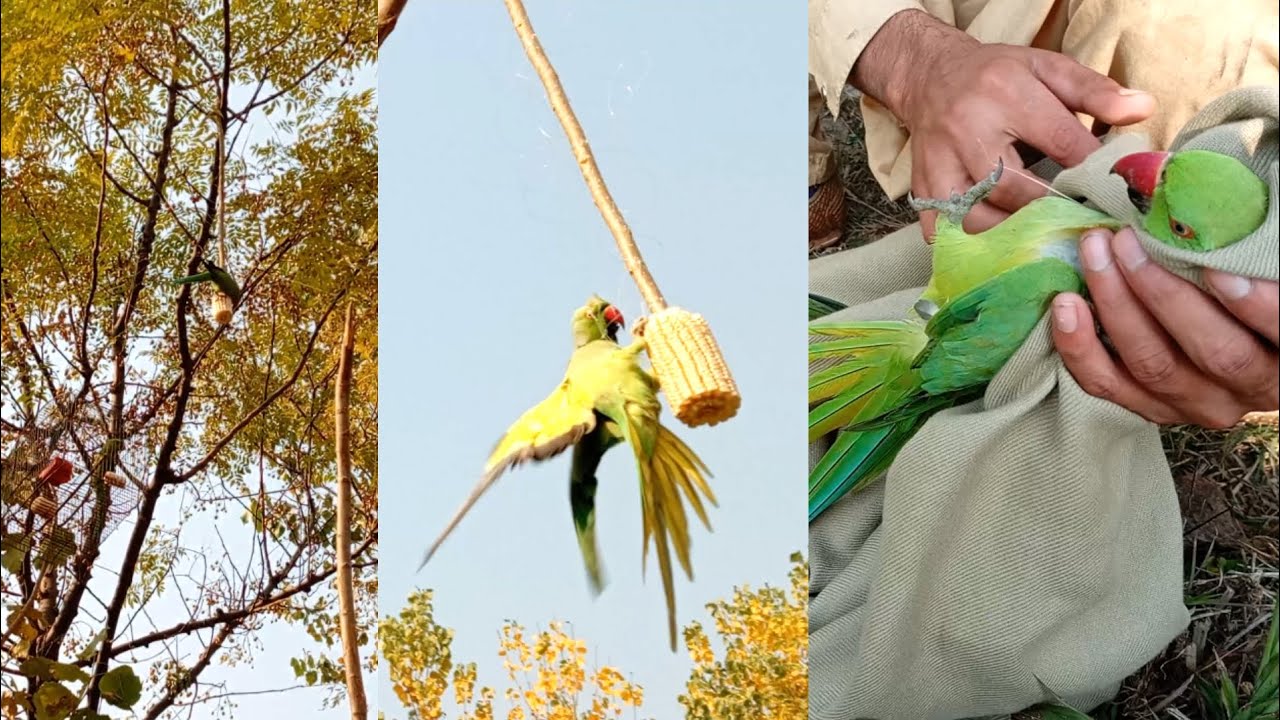 How to catch parrot | our village | parrot trapping method