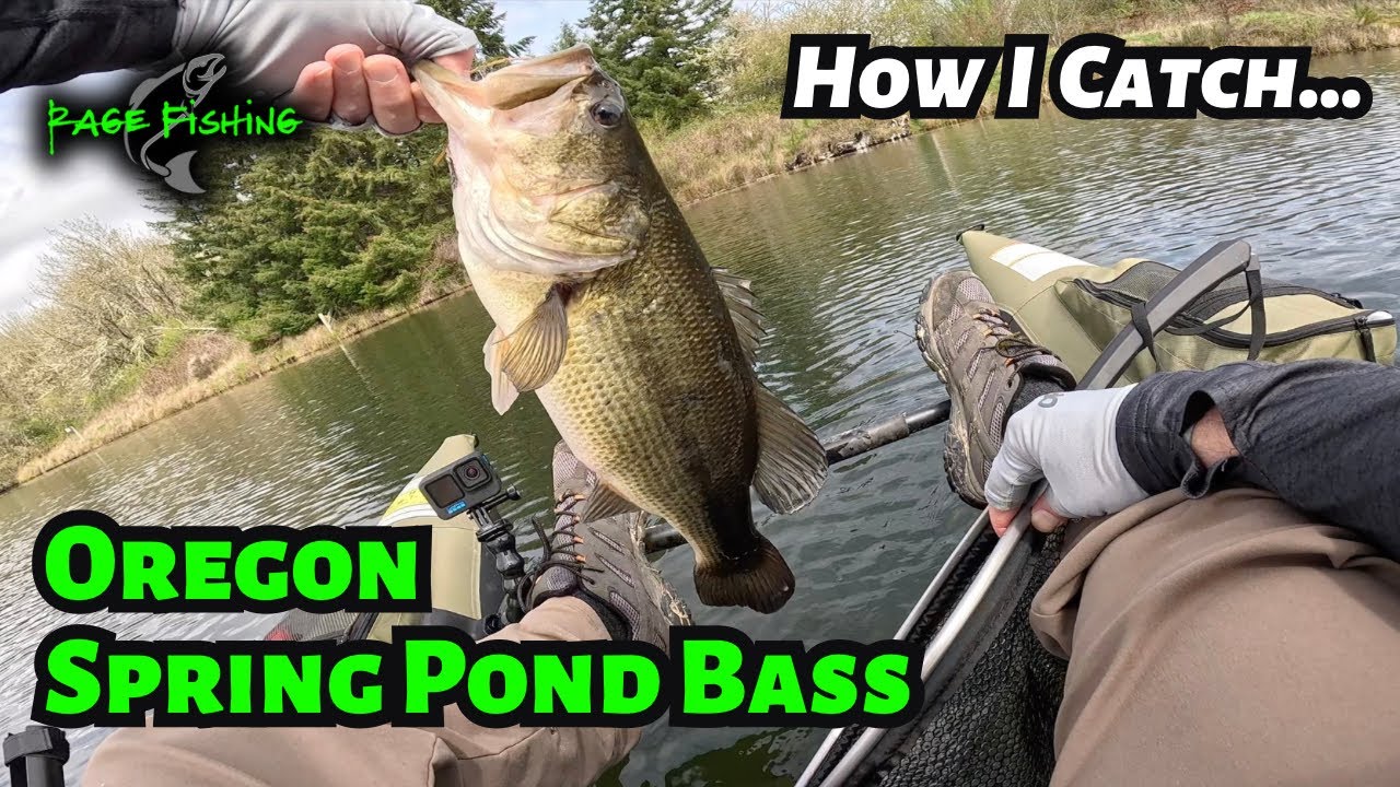 OREGON SPRING BASS FISHING - HOW I CATCH BASS IN LOCAL PONDS - WEIGHTLESS TEXAS RIGGED SENKOS!