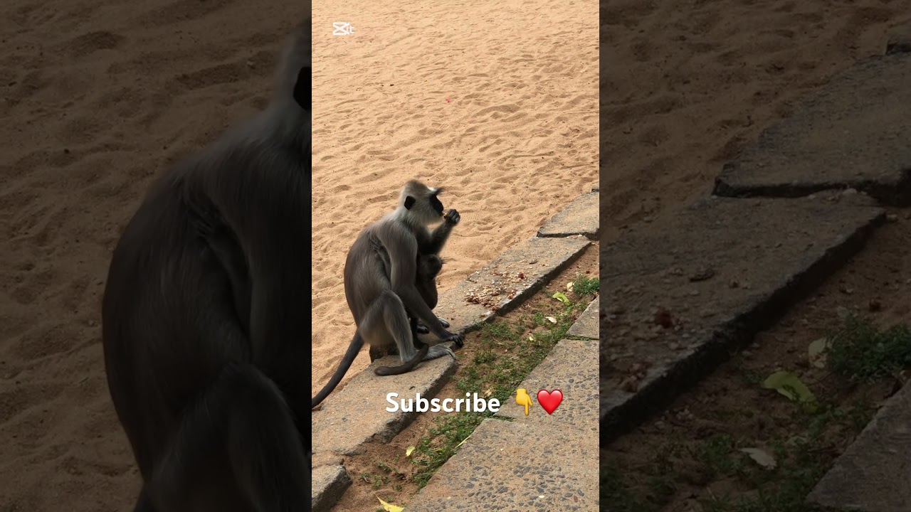 Monkeys 🐒 #nature #shortsviral #srilankanvlogs #travel #shortvideos