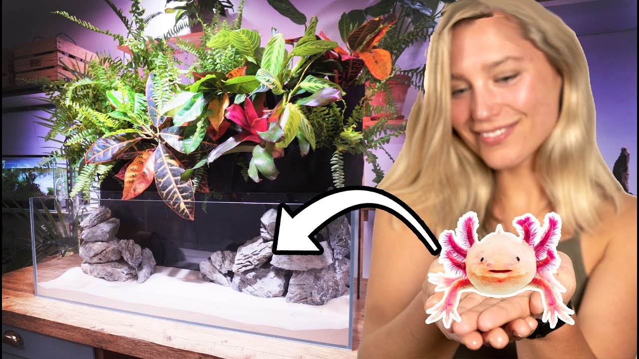 Huge Plant Wall AXOLOTL Tank Tutorial