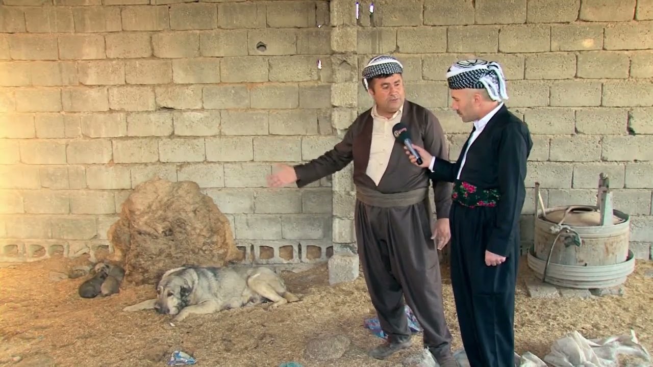 پێناسەی سەگ  كەنالی رەسەن