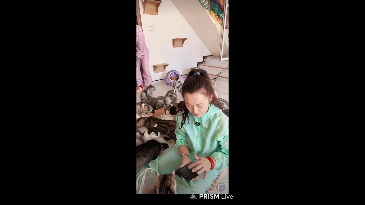Phát trực tiếp của Mèo Tom Dễ Thương