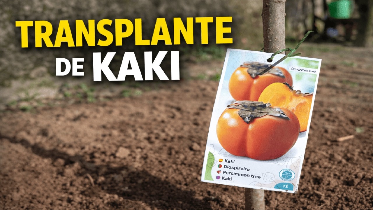 Cómo hacer el TRANSPLANTE de un KAKI (Diospyros kaki) 🌳 Paso a paso