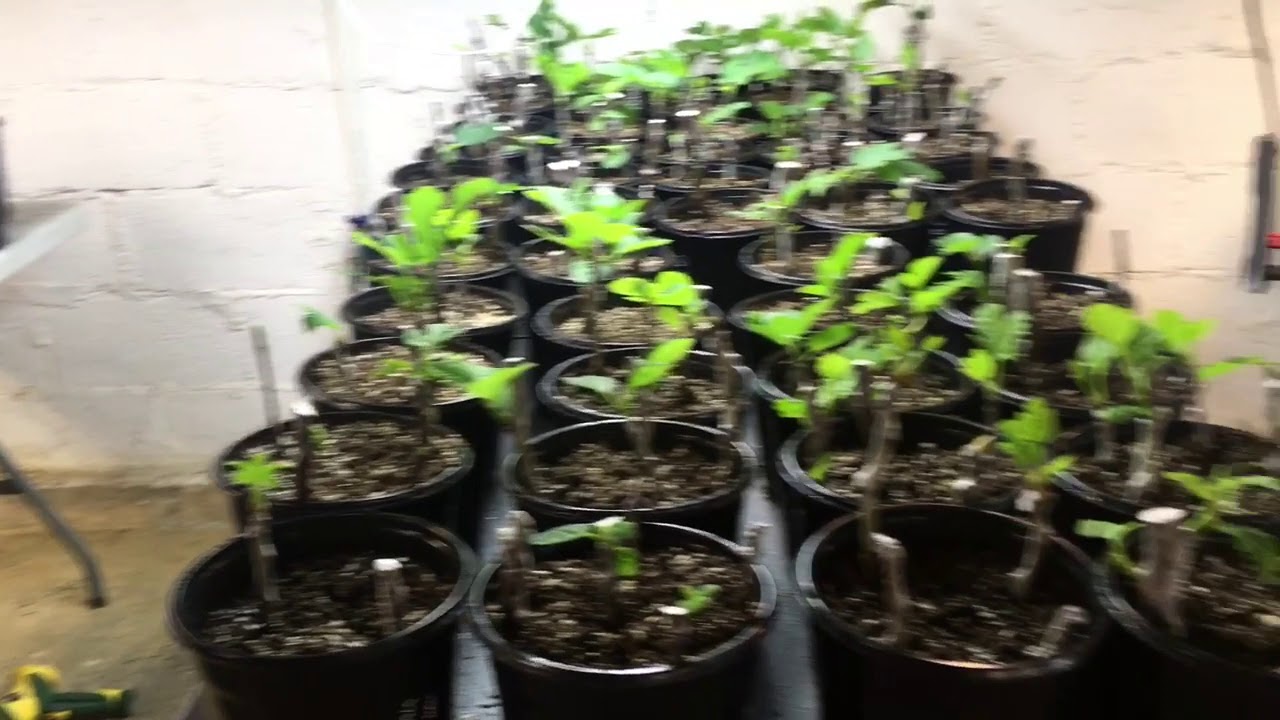 Off the beaten path nursery 2020- rooting fig cuttings