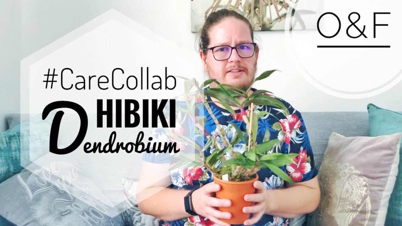 Dendrobium Hibiki Orchid Care #CareCollab