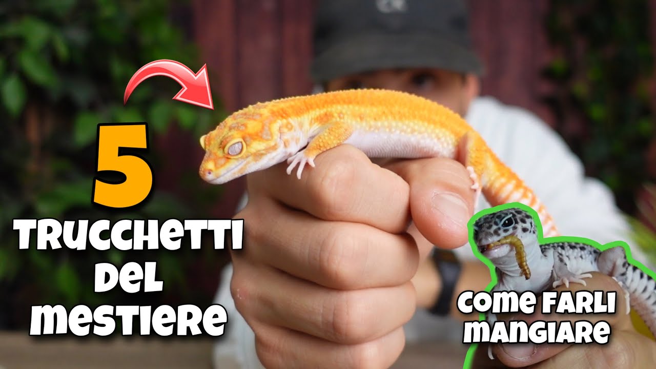 5 COSE DA SAPERE PER ALLEVARE UN GECO LEOPARDINO