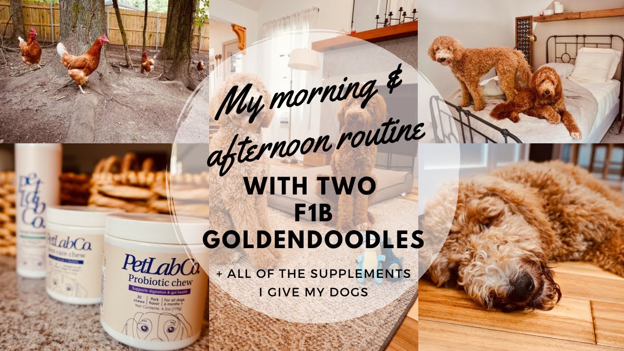 MORNING & AFTERNOON ROUTINE WITH TWO GOLDENDOODLES