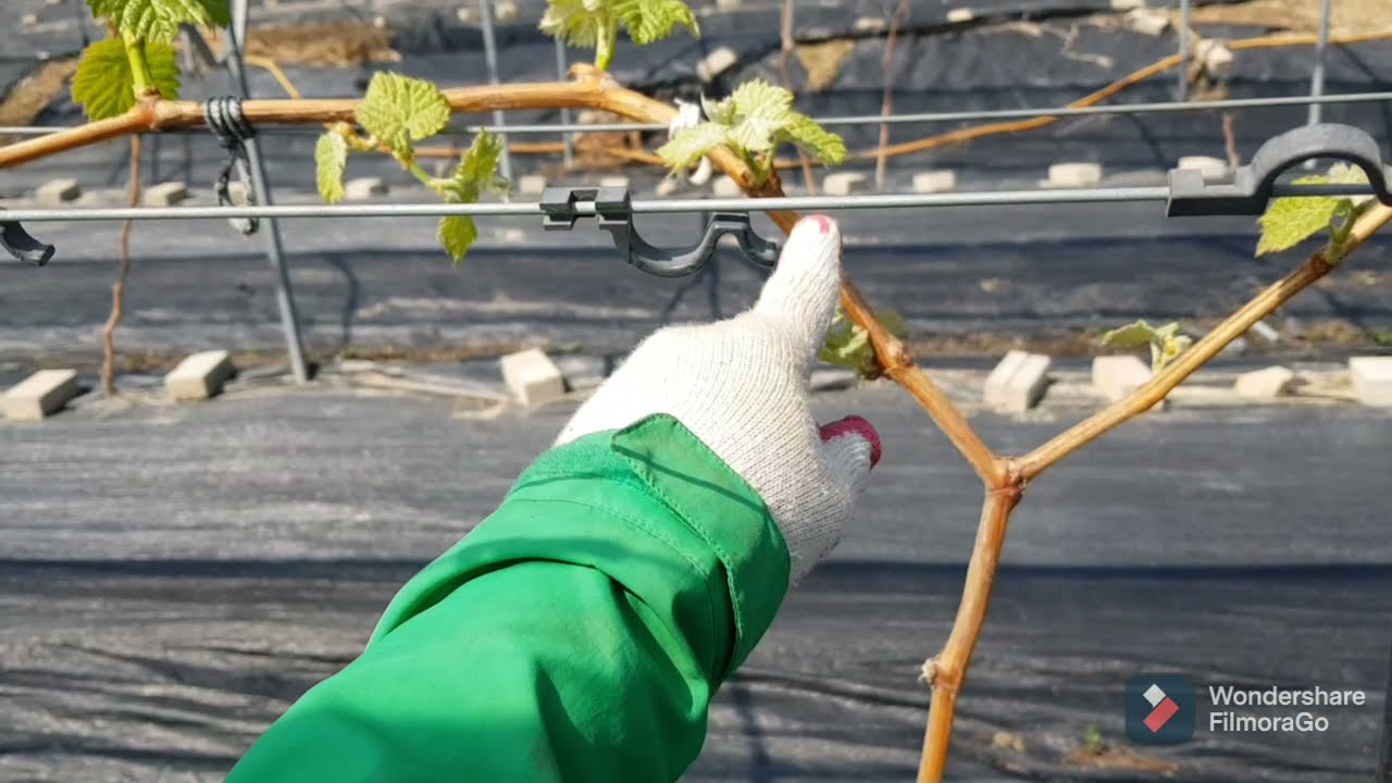 pembuahan pada tunas air( shine muscat)