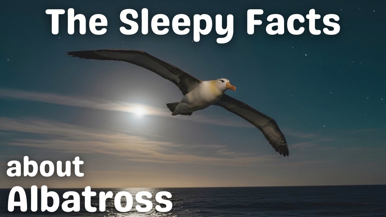 The Sleepy Facts About Albatross and It's Endless Flights - A Calm Nature Documentary to Fall Asleep