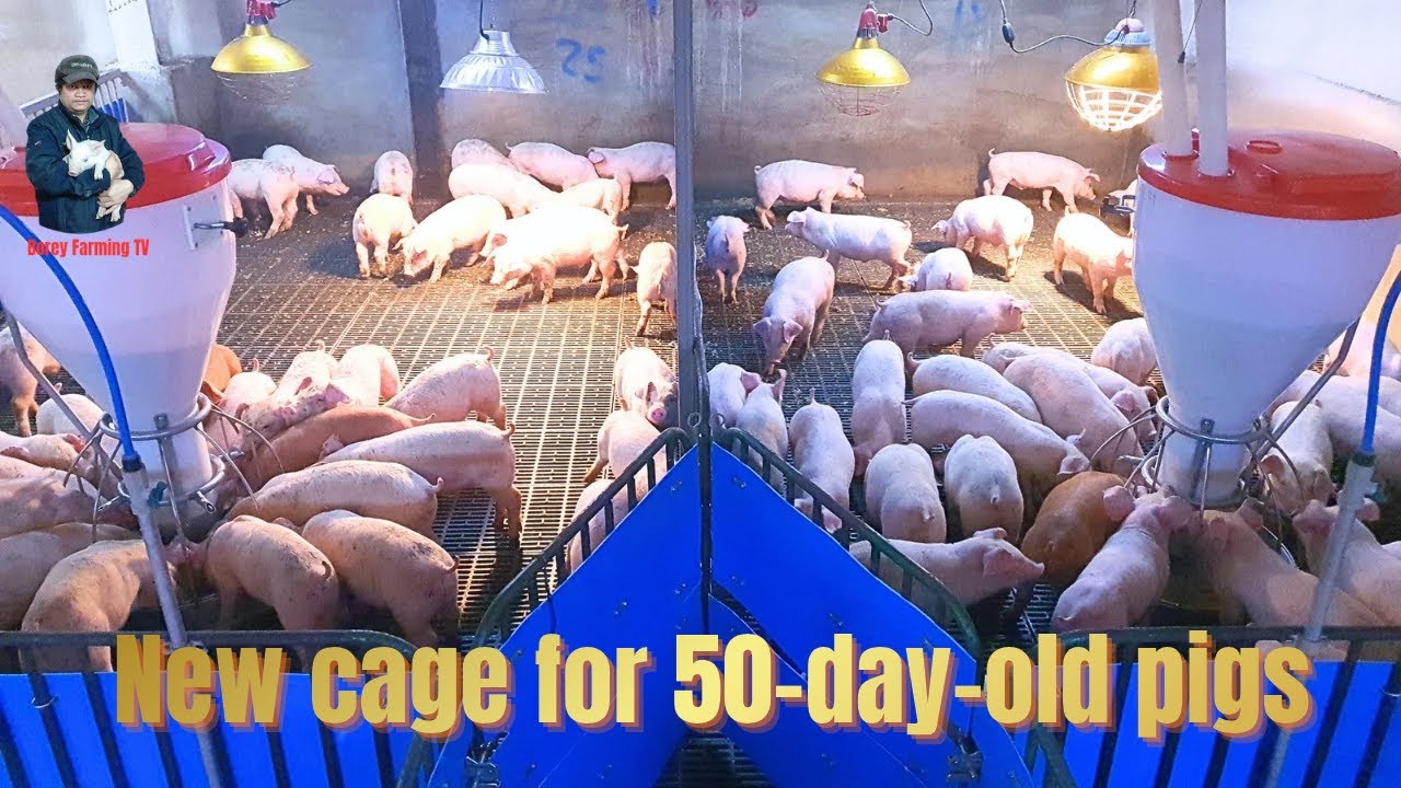 New cage for 50-day-old pigs. | Video 42 |