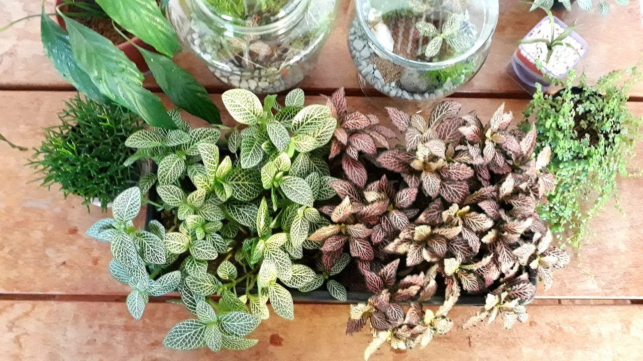Fitônia, a Plantinha dos Terrários