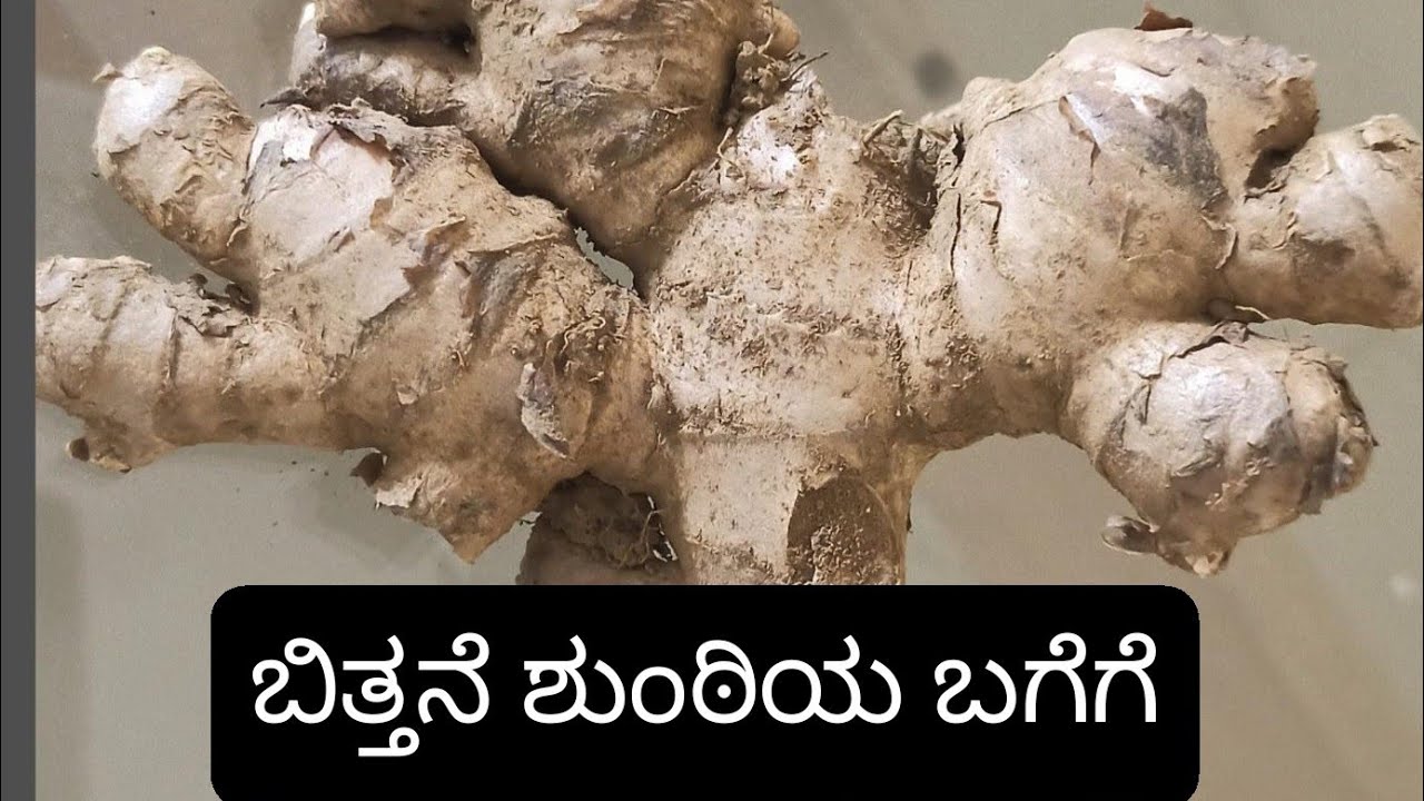 ಬಿತ್ತನೆ ಶುಂಠಿ ಬಗೆಗೆ - ಡಾ. ಹರೀಶ್ ಬಿ ಎಸ್
