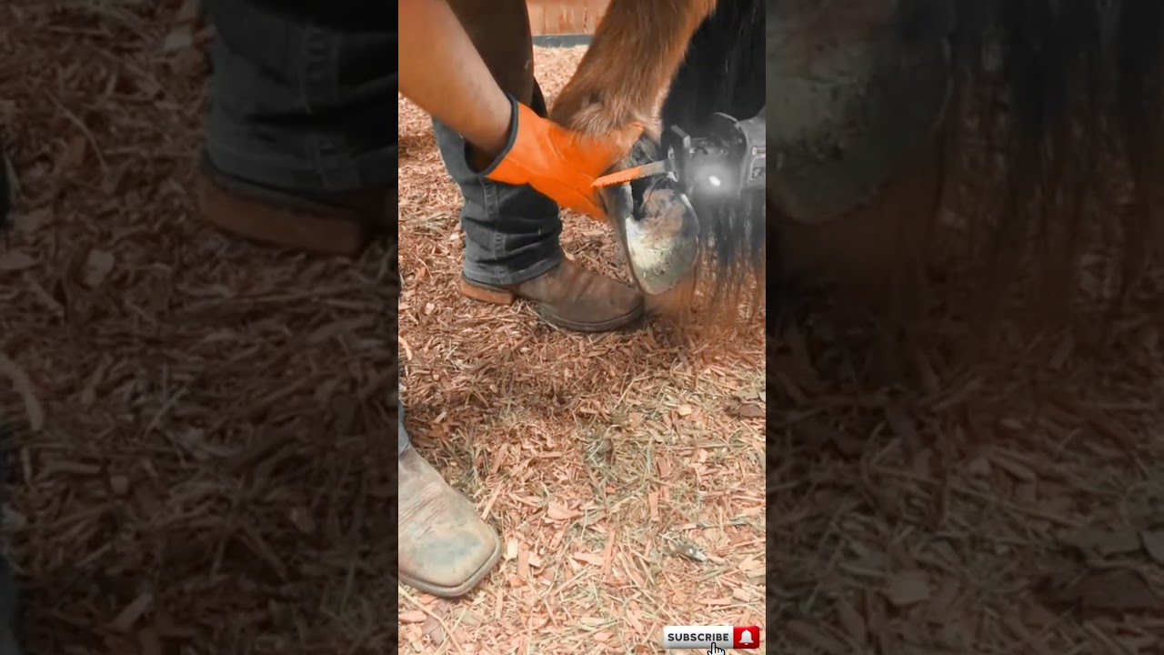 The Largest Hoof I Have Ever Had To Trim. Horse Restoration Front Hooves.