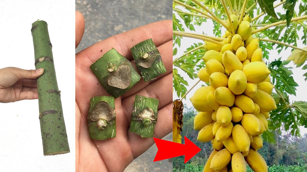 The technique you can use to propagate papaya plants at home is extremely simple and easy to do