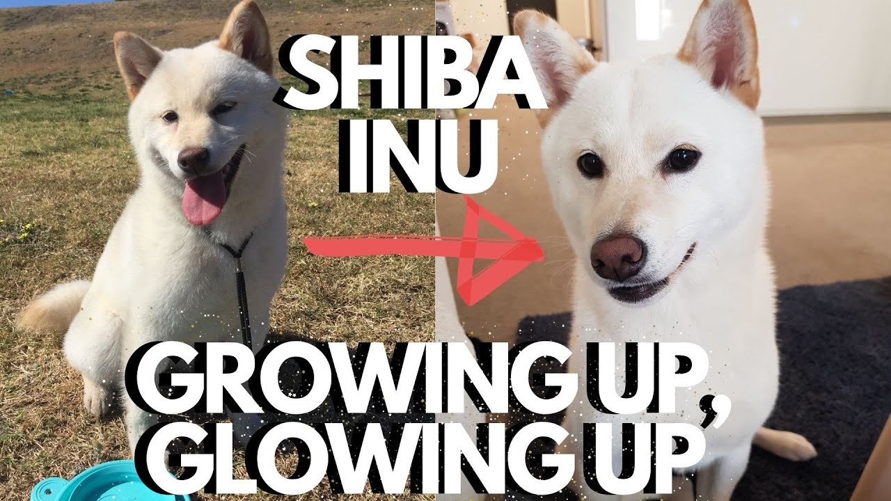 White Shiba Inu Puppy Growing Up 5 Months to 1 Year