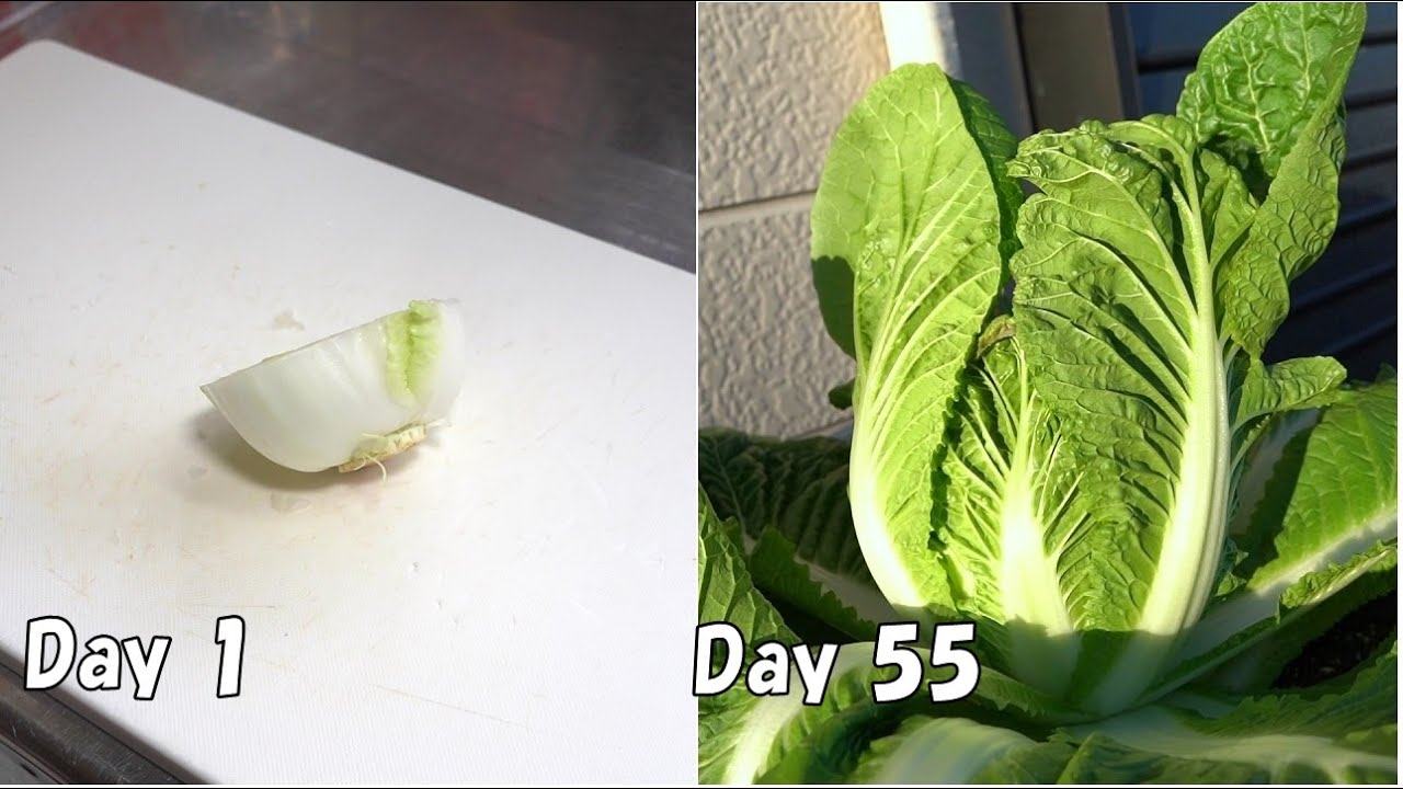Вырастить пекинскую капусту из магазинной пекинской капусты