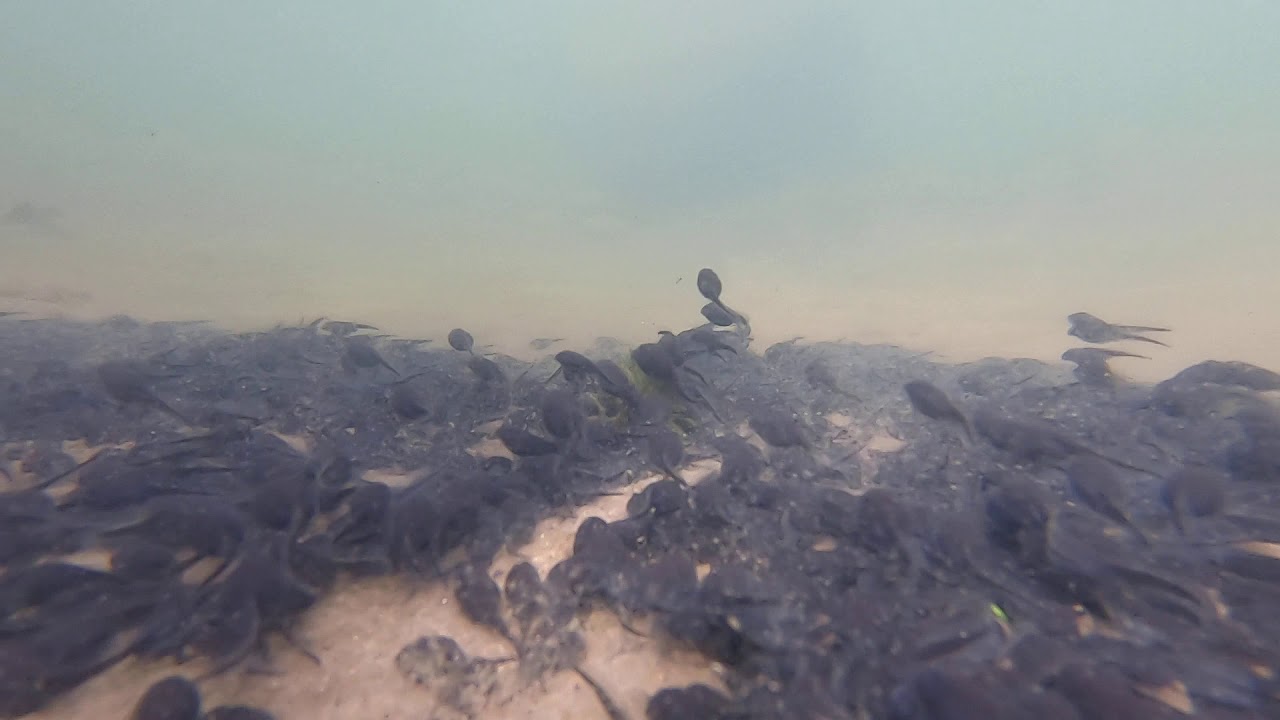 Costa Rica - Rio Arenal - tadpoles