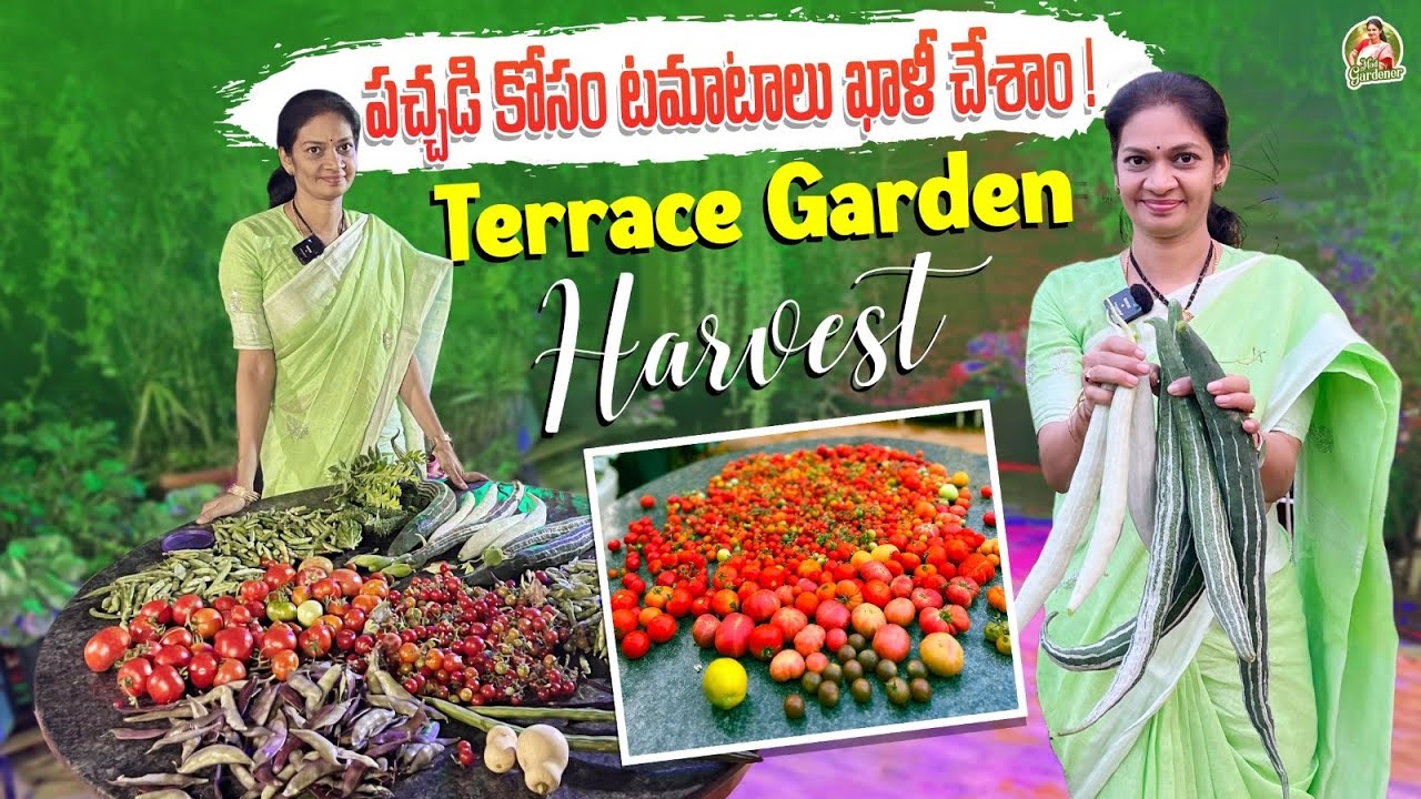 మిద్దె తోట కుండిలలో ఎన్ని కాసాయో చూడండి  /Terrace garden harvest  